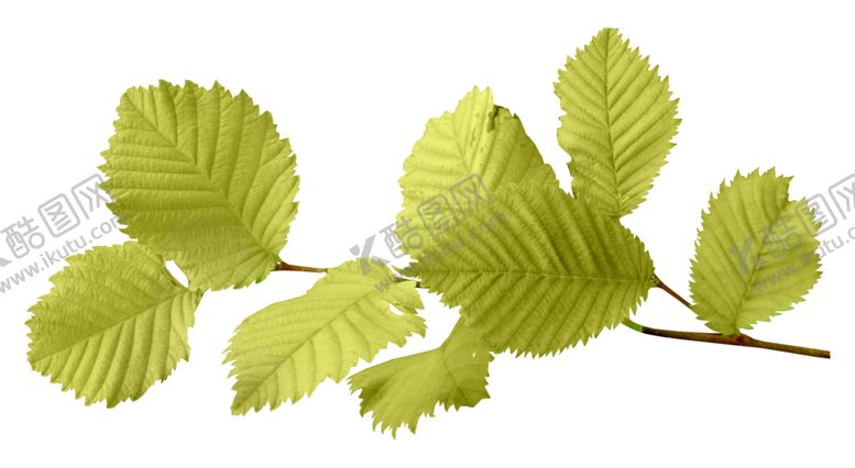 编号：61517909230226397652【酷图网】源文件下载-树叶