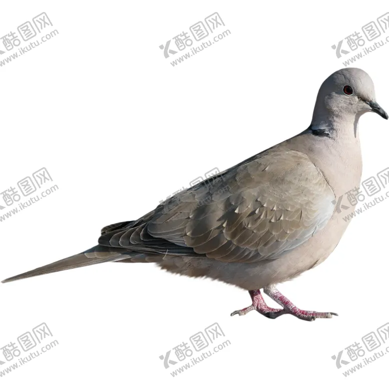 编号：88417707052321058416【酷图网】源文件下载-鸽子