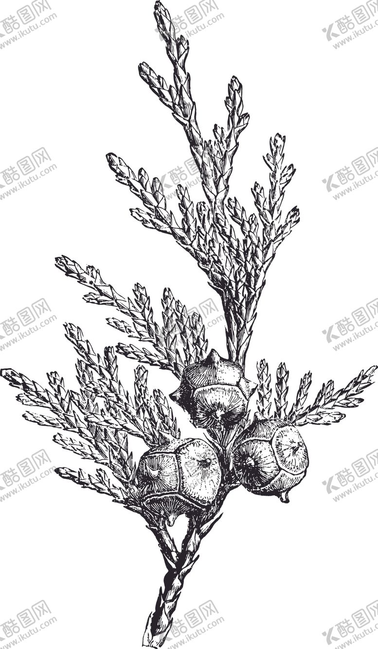 编号：50829507030946332445【酷图网】源文件下载-线描植物