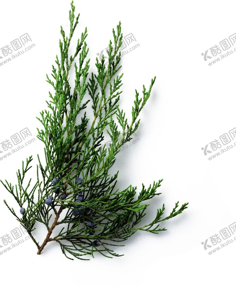 编号：13967910282128341516【酷图网】源文件下载-香柏