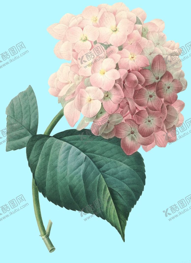 编号：46877307132356573072【酷图网】源文件下载-手绘花朵