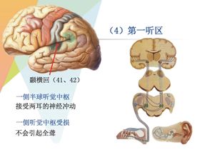 大脑解剖图 