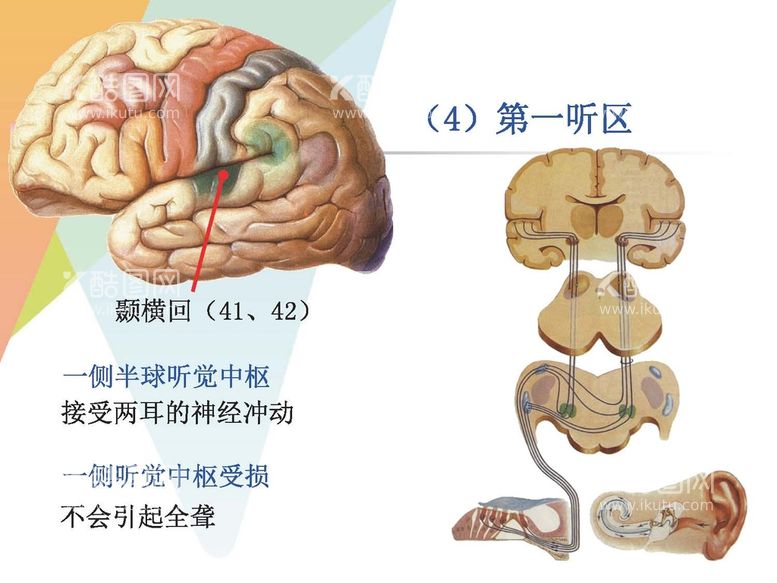 编号：40116911232147346352【酷图网】源文件下载-大脑解剖图 