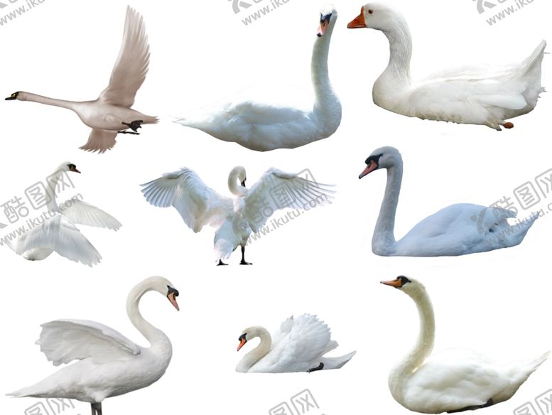 编号：98431809261149006777【酷图网】源文件下载-天鹅png免扣高清素材