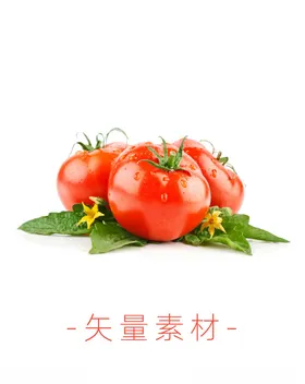 番茄西红柿