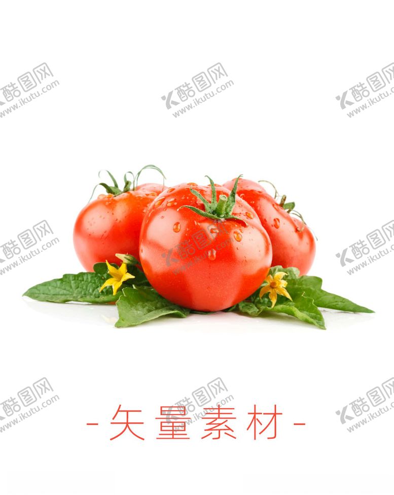 编号：30418210041045112959【酷图网】源文件下载-番茄西红柿