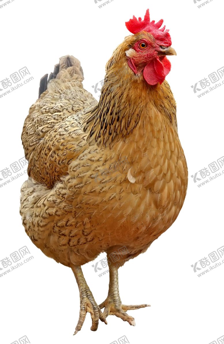 编号：68315310280126435883【酷图网】源文件下载-公鸡