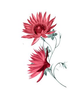 菊花装饰