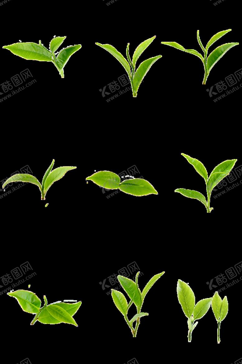编号：57384610160747006920【酷图网】源文件下载-植物