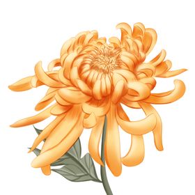 菊花