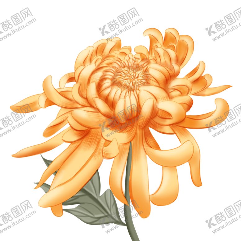 编号：69661706170554152636【酷图网】源文件下载-菊花