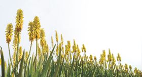 瑷露德玛草