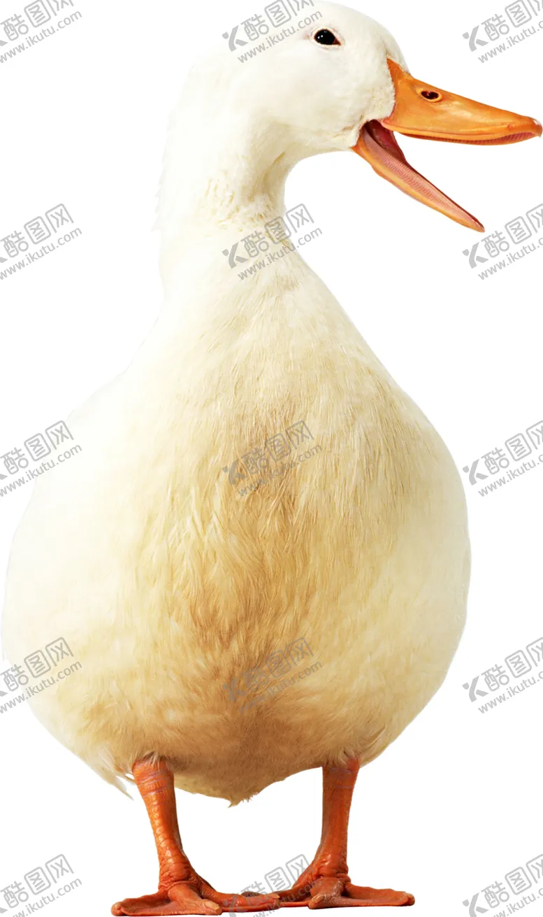 编号：90713404192007516278【酷图网】源文件下载-鸭子