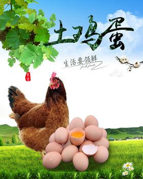 新鲜土鸡蛋母鸡相伴
