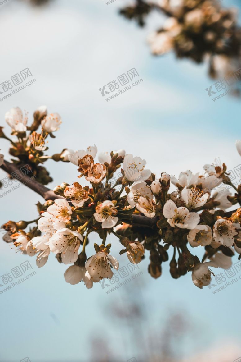 编号：44746212301422297640【酷图网】源文件下载-樱花