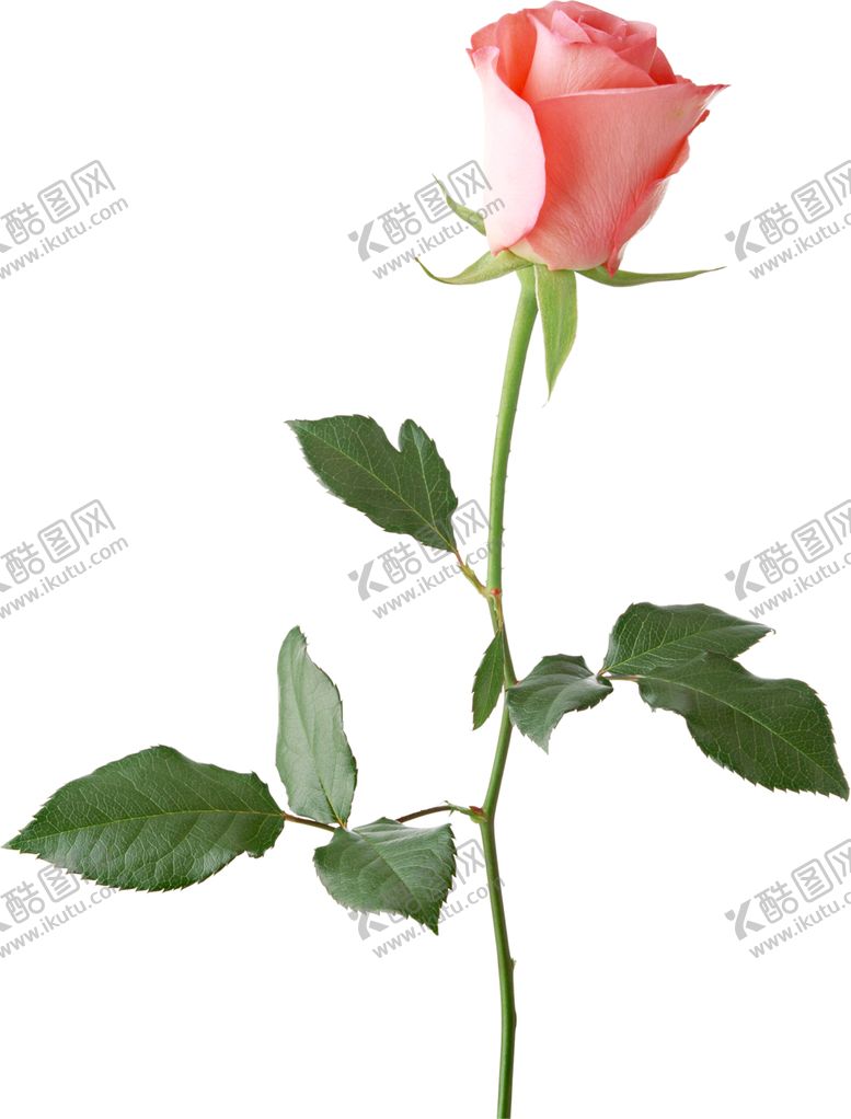 编号：91435710121639119870【酷图网】源文件下载-玫瑰花装饰素材