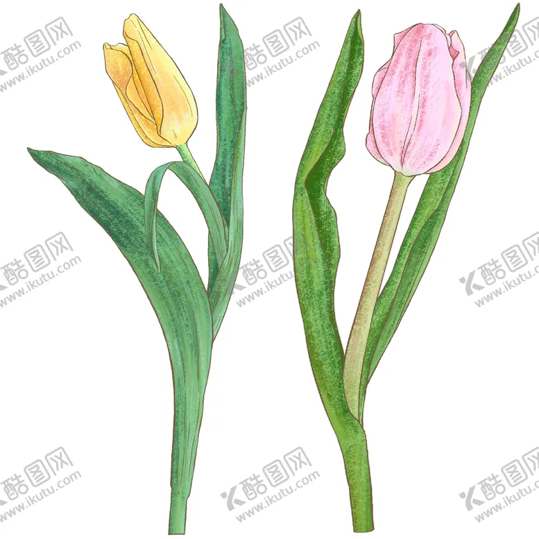 编号：52687009242237512610【酷图网】源文件下载-小清新手绘鲜花郁金香植物