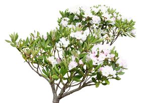 免扣花卉素材