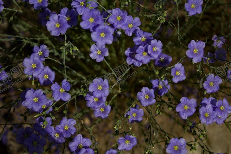 宿根亚麻生长良好花卉花卉植物
