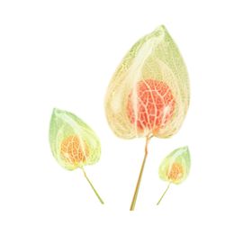 花蕊