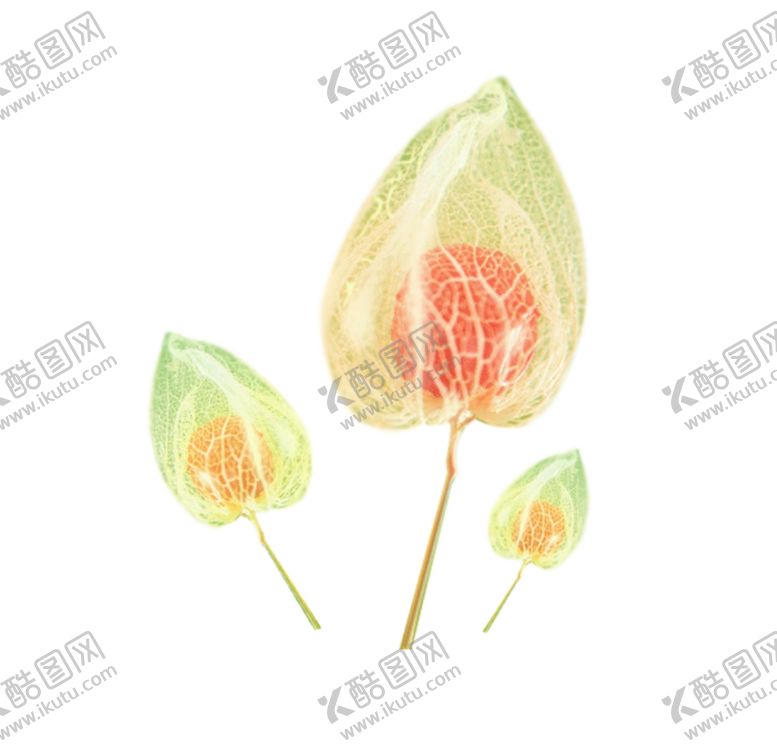 编号：33732009281130549362【酷图网】源文件下载-花蕊
