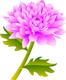 花素材郁金香鲜朵风信子矢车菊