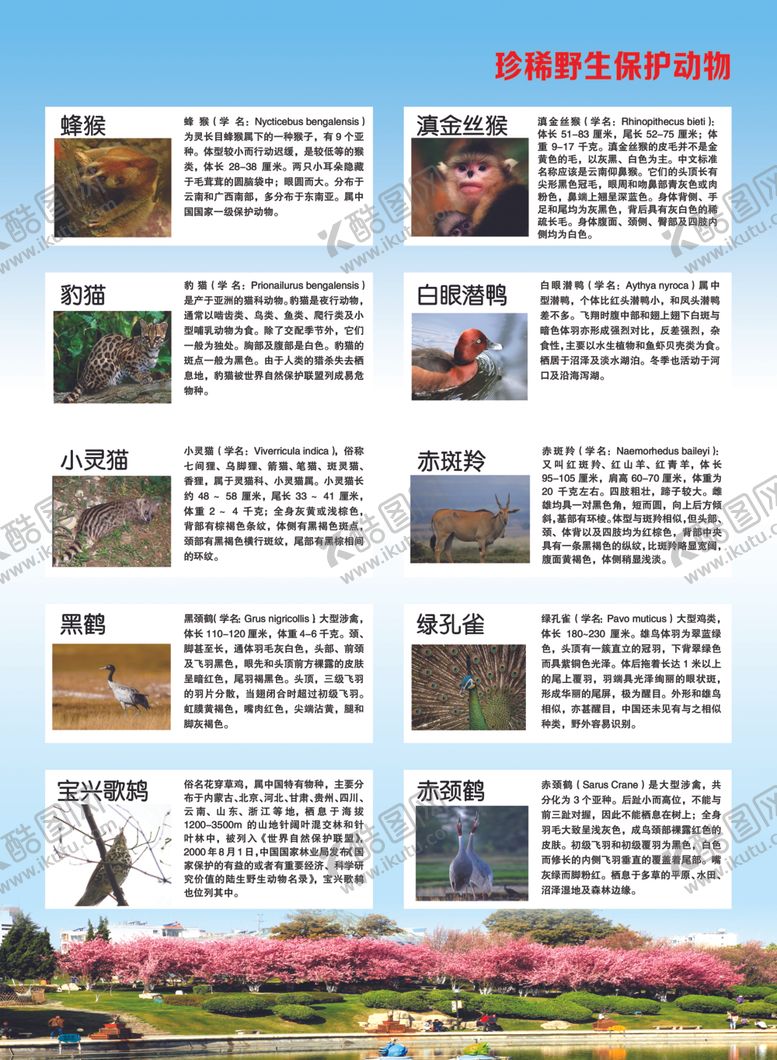 编号：89796607021738578564【酷图网】源文件下载-野生保护动物