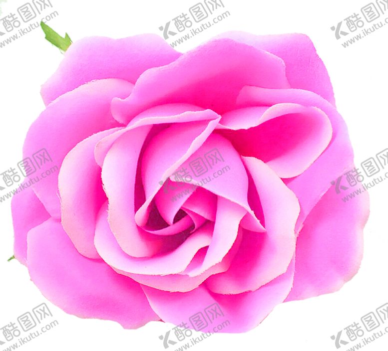 编号：38837409191002512524【酷图网】源文件下载-鲜花素材