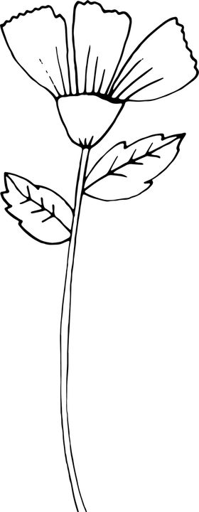 秘密花园