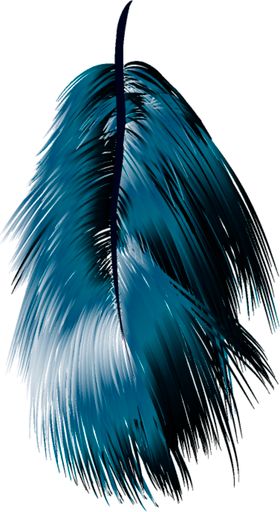 羽毛 素材