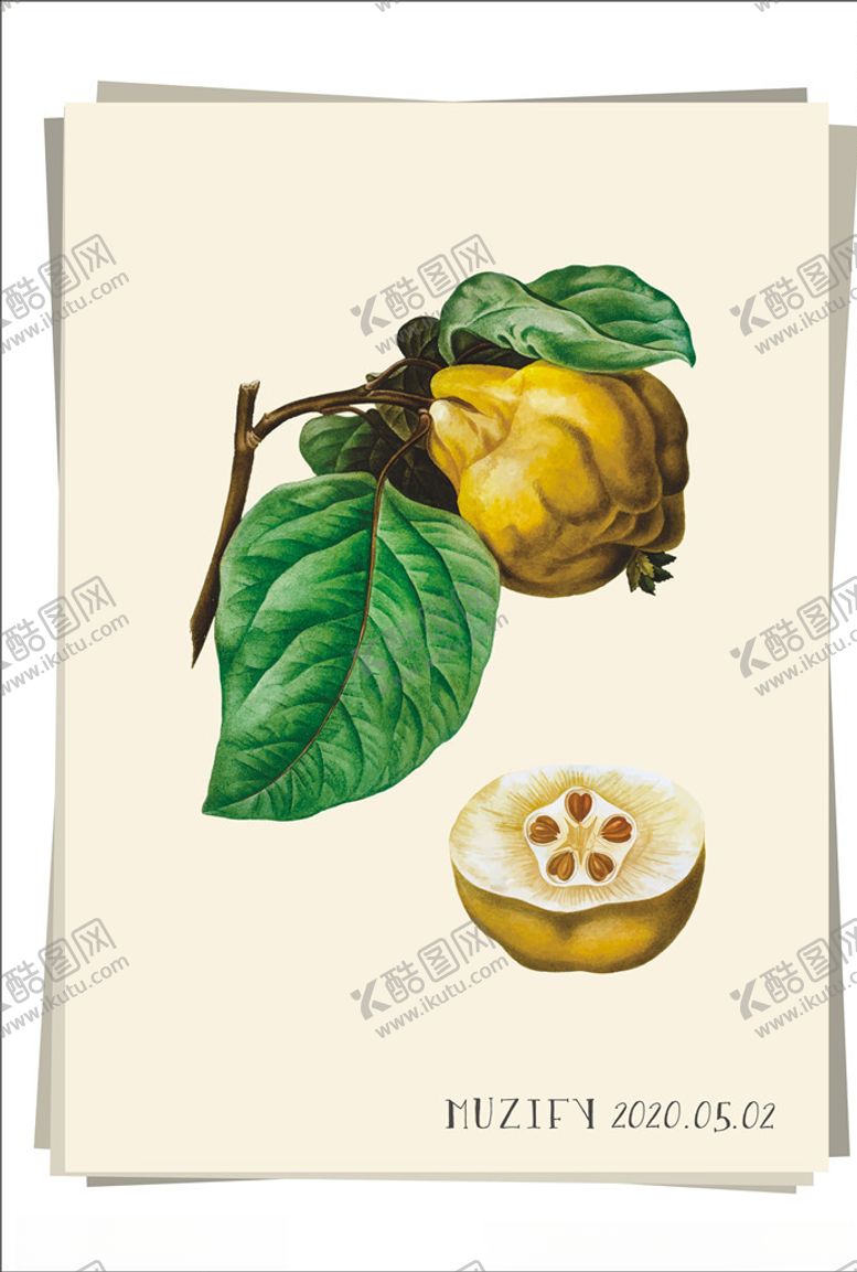 编号：81148809130921596754【酷图网】源文件下载-丑橘水果图鉴