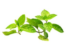 薄荷植物元素