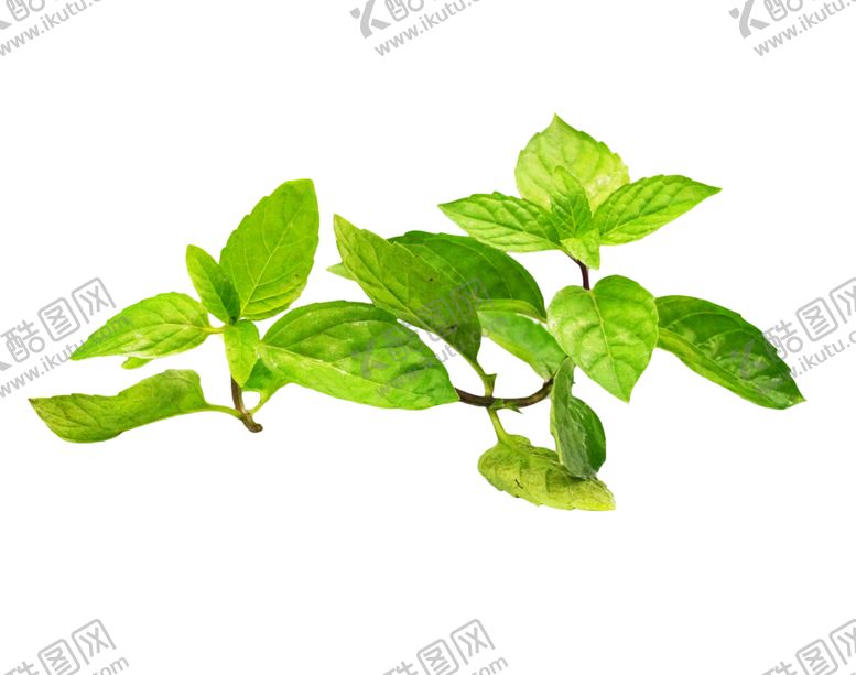 编号：93101106272219106678【酷图网】源文件下载-薄荷植物元素