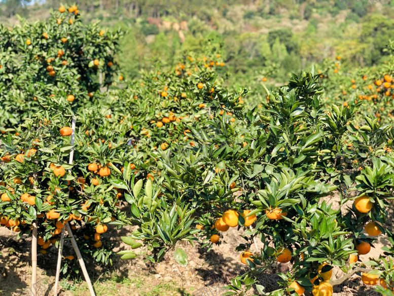 编号：43317010071324213697【酷图网】源文件下载-桔子