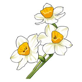 手绘水仙花