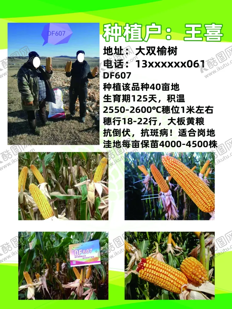 编号：78605312300934186708【酷图网】源文件下载-玉米品种介绍种植户展示