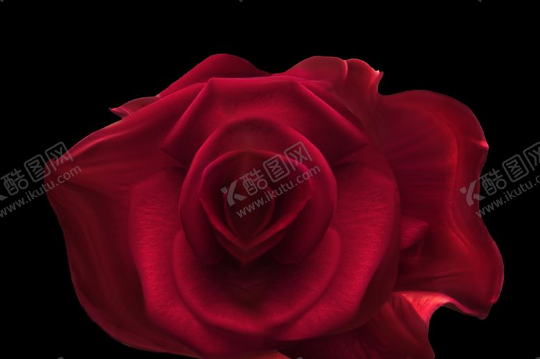 编号：82513211010214252146【酷图网】源文件下载-玫瑰