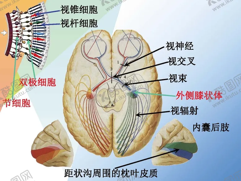 编号：10894210181331268921【酷图网】源文件下载-神经系统 
