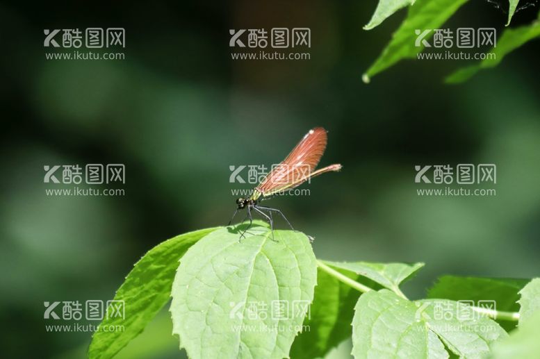 编号：96597812200146527702【酷图网】源文件下载-蜻蜓