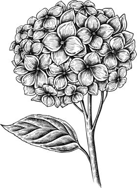 素描花朵