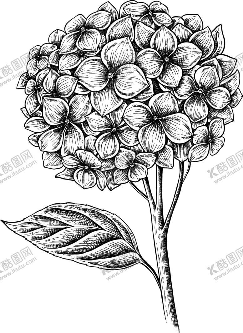 编号：39504809210619521820【酷图网】源文件下载-花朵素描图片