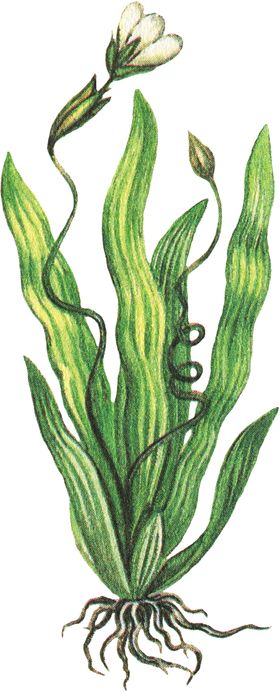 免扣水生植物素材图片