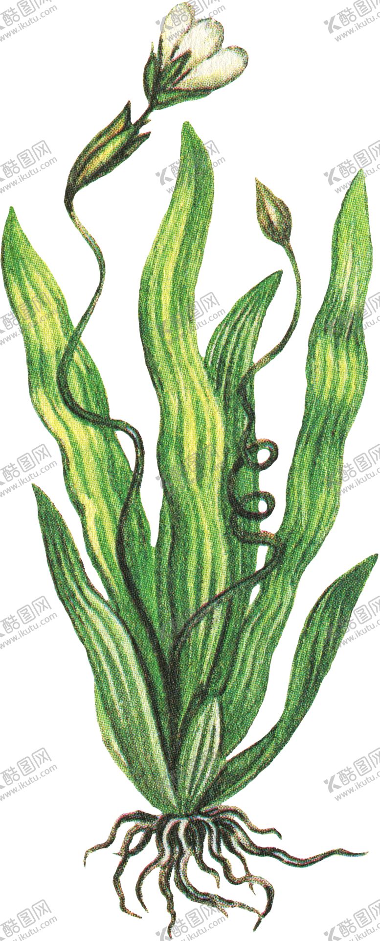 编号：52709805132045516141【酷图网】源文件下载-免扣水生植物素材图片