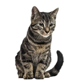 狸花猫