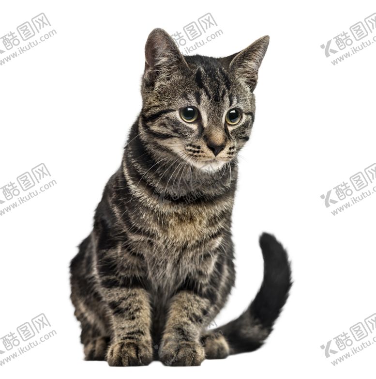编号：30137705060156186428【酷图网】源文件下载-狸花猫