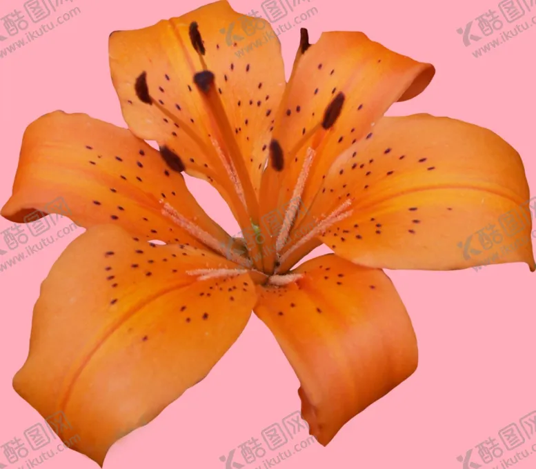 编号：40784001291939364256【酷图网】源文件下载-百合花