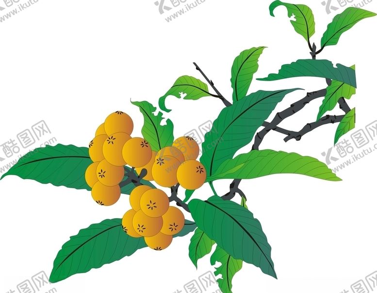编号：53591309092022451857【酷图网】源文件下载-枇杷