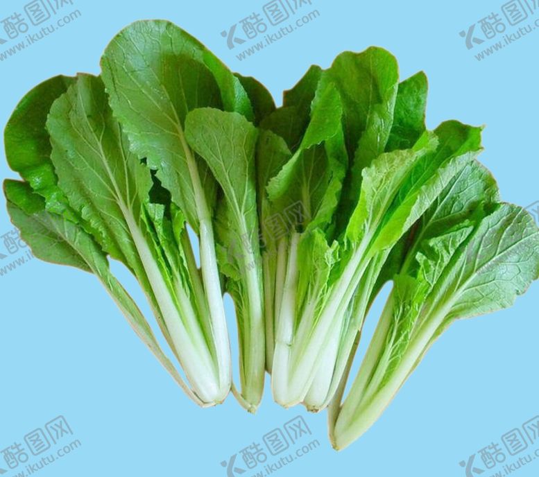 编号：17627706241047334067【酷图网】源文件下载-小白菜