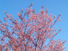 樱花自然景观摄影绽放
