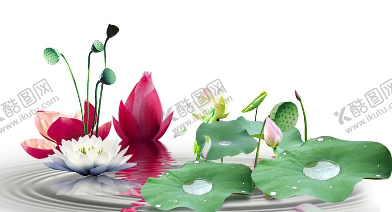 编号：31894609180702485719【酷图网】源文件下载-荷花